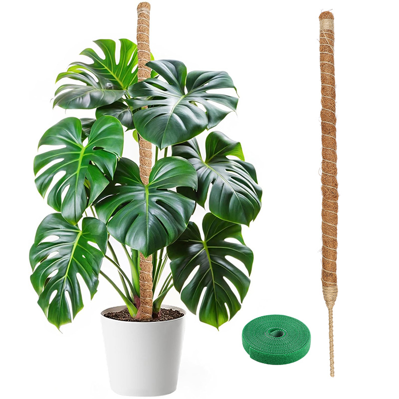 Monstera Thai Constellation - Pali di Supporto Flessibili per Piante