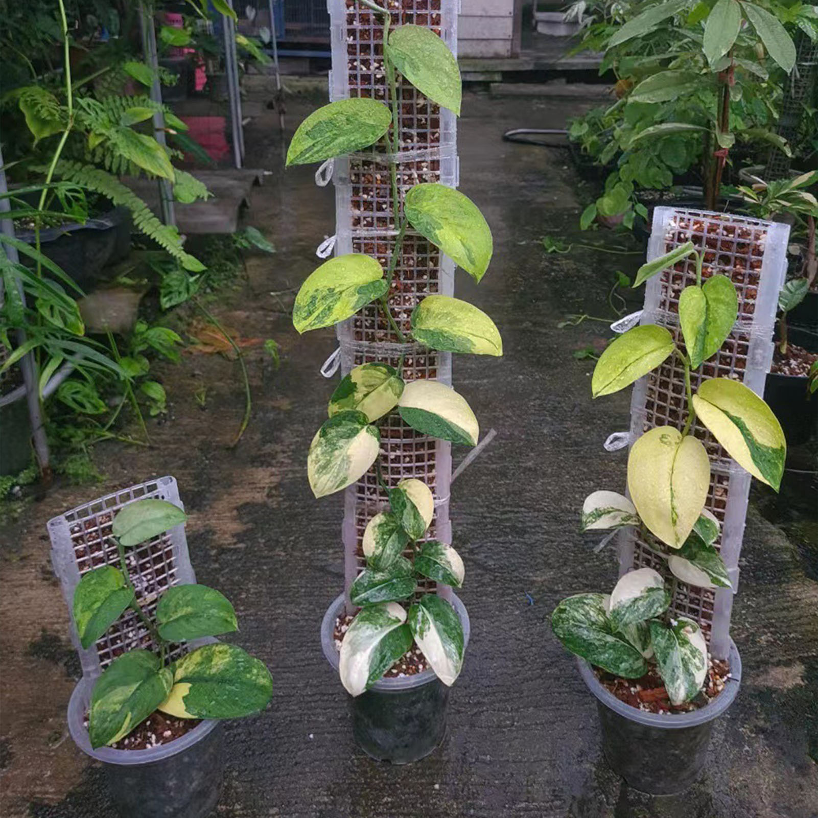 Monstera Thai Constellation - Palo di muschio di plastica per
