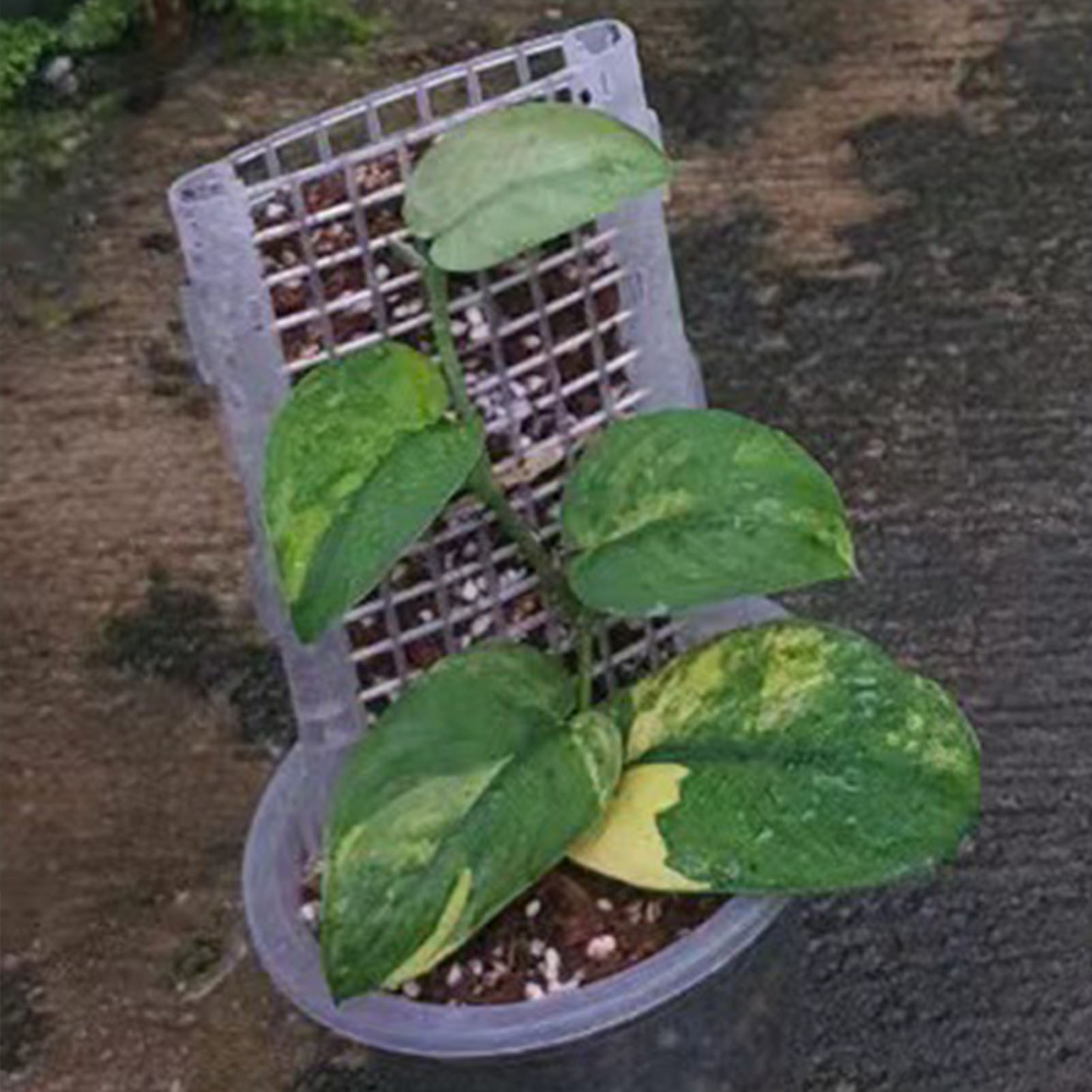 Palo di muschio di plastica pe - Monstera Thai Constellation recensione e prezzo