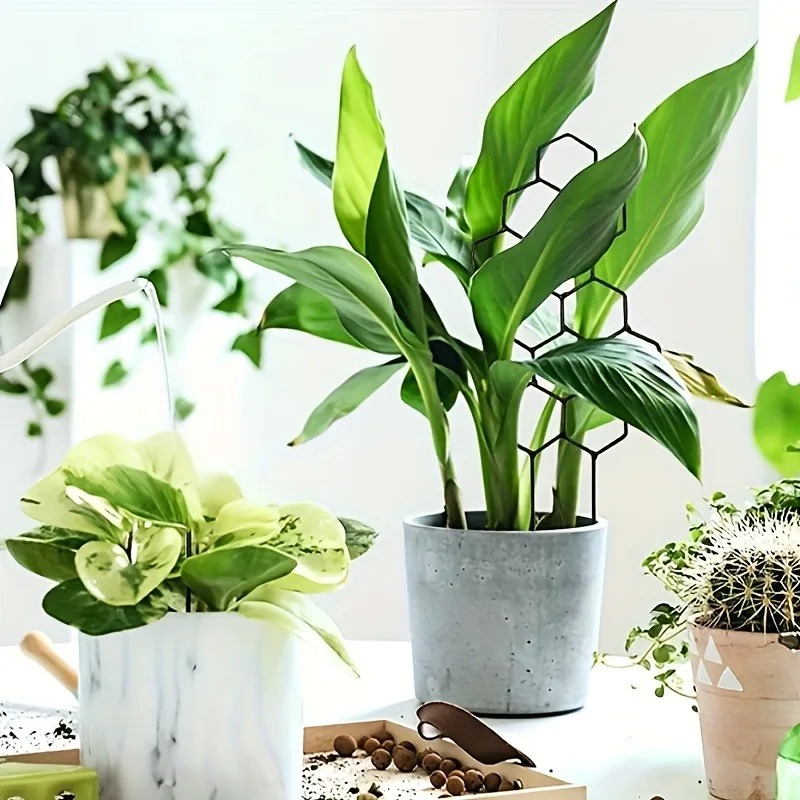 Set di 3 Supporti per Piante R - Monstera Thai Constellation recensione e prezzo