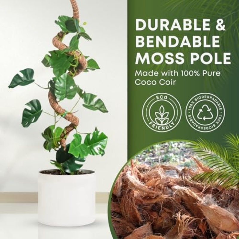 Palo di supporto pieghevole pe - Monstera Thai Constellation recensione e prezzo