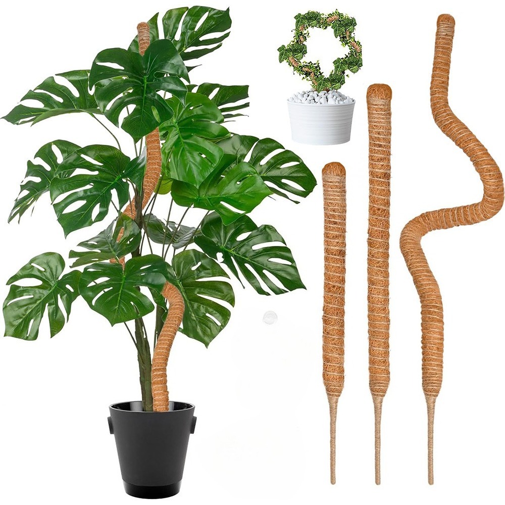30-100 cm Piante pieghevoli Su - Monstera Thai Constellation recensione e prezzo