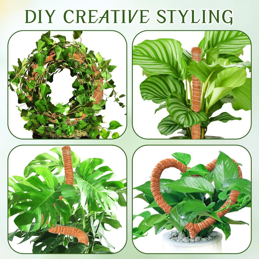 30-100 cm Piante pieghevoli Su - Monstera Thai Constellation recensione e prezzo