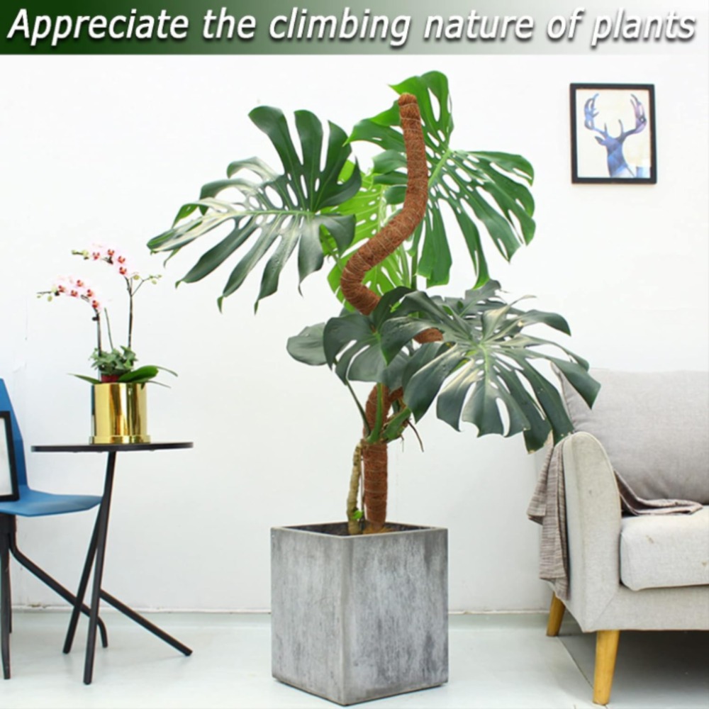 30-100 cm Piante pieghevoli Su - Monstera Thai Constellation recensione e prezzo