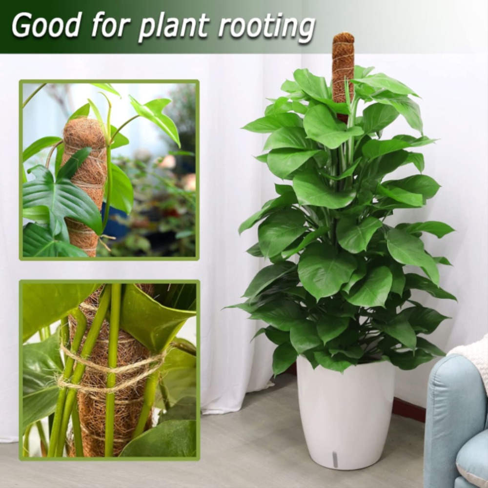 30-100 cm Piante pieghevoli Su - Monstera Thai Constellation recensione e prezzo