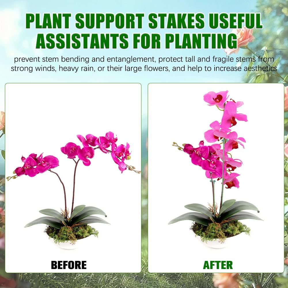 5/10PCS Pianta Supporti Stand  - Monstera Thai Constellation recensione e prezzo